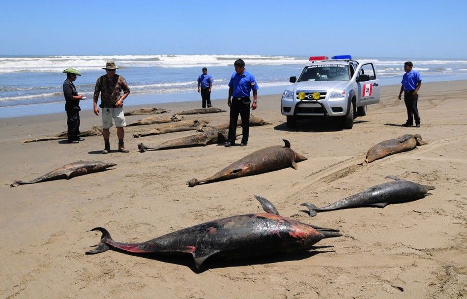 Dolphin carcasses are displayed by conservationists and environmental police officers at San Jose beach, 40kms north of Chiclayo