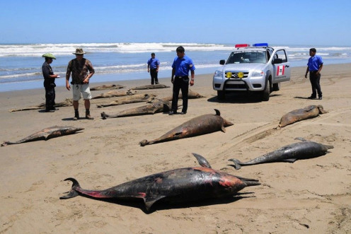 Dolphin carcasses are displayed by conservationists and environmental police officers at San Jose beach, 40kms north of Chiclayo