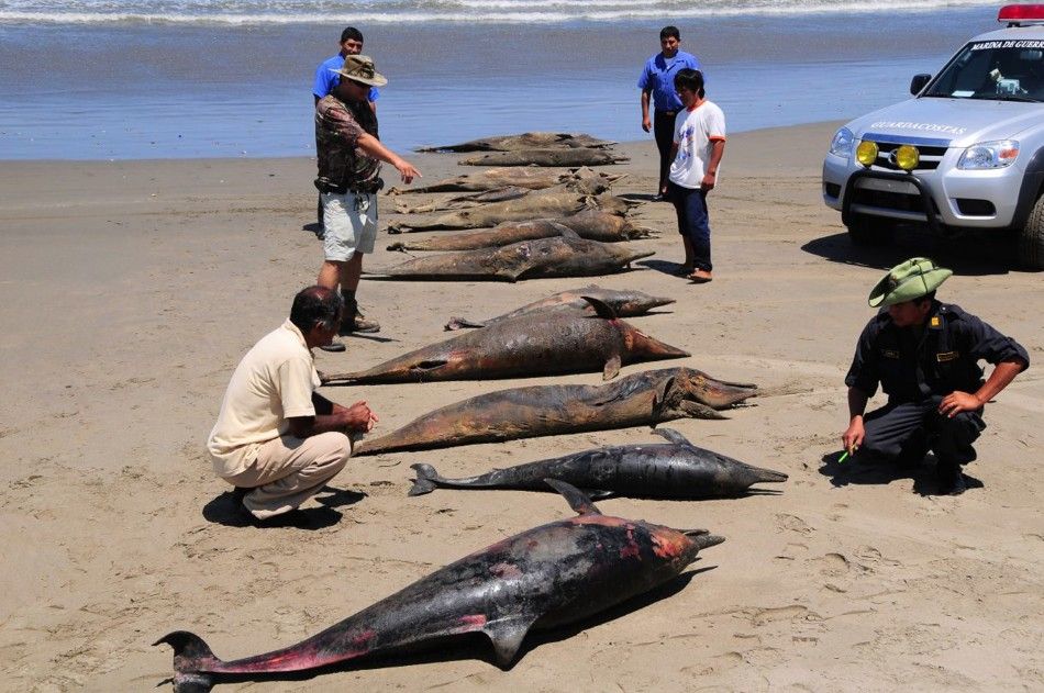 Dolphin carcasses are displayed by conservationists and environmental police officers at San Jose beach, 40kms north of Chiclayo