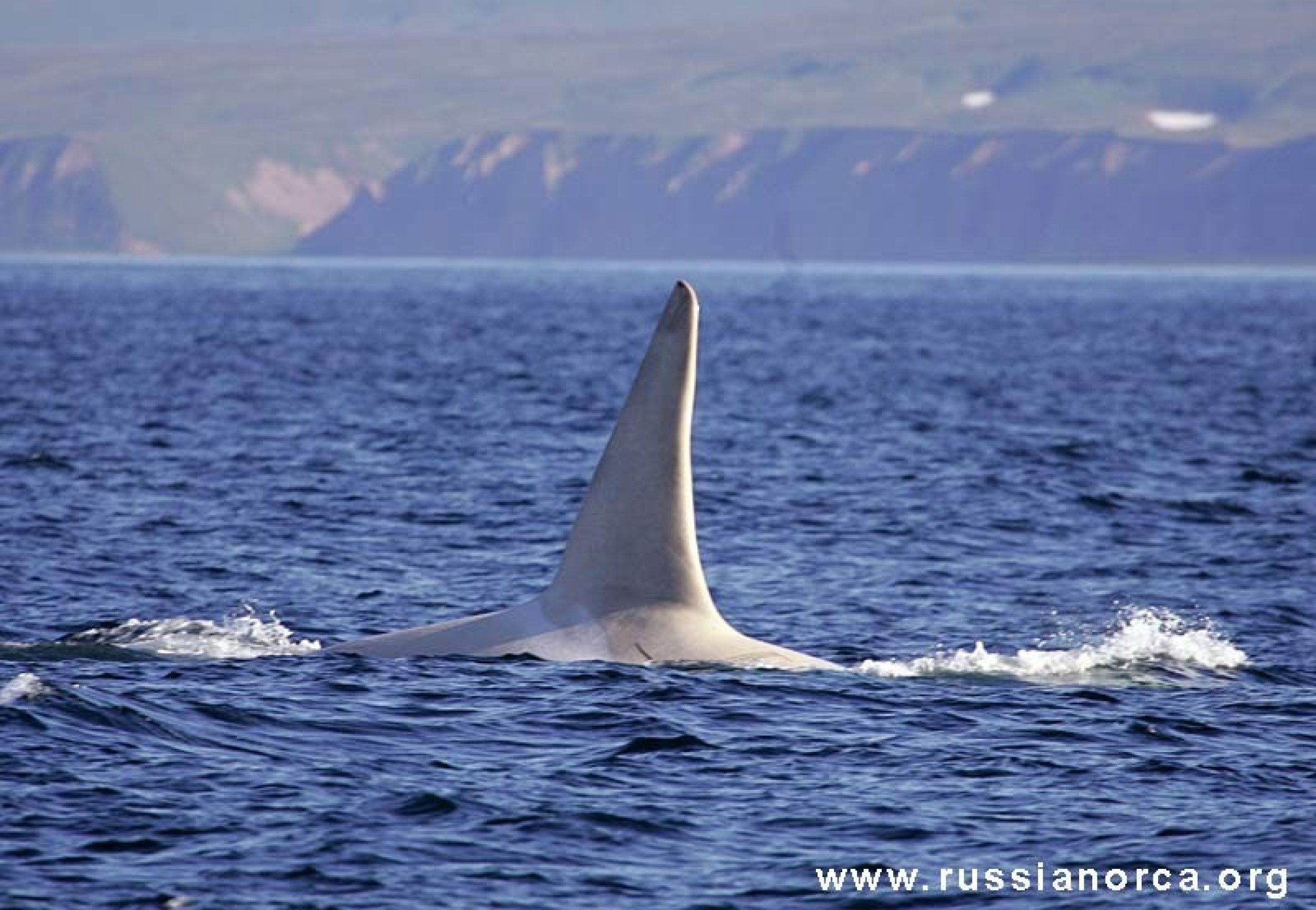 White Killer Whale Spotted: Why Is The Orca White? [VIDEO] | IBTimes