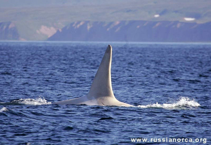 White Killer Whale