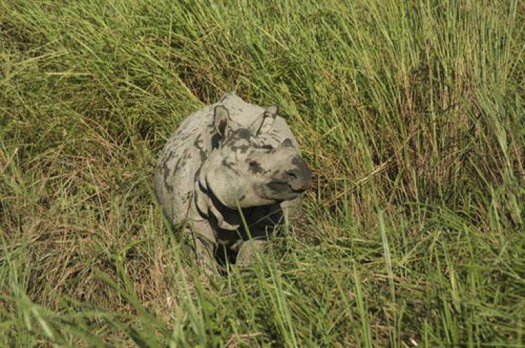 A One-Horned Rhinoceros