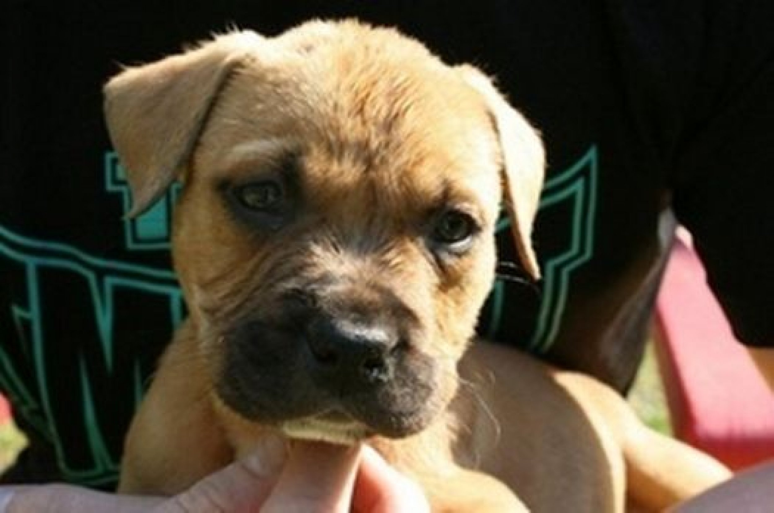 Chris Brown Sells Puppies - Jett