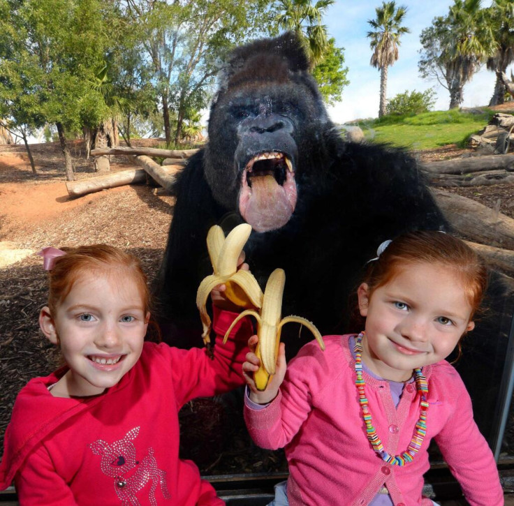 Gorilla Photobomb