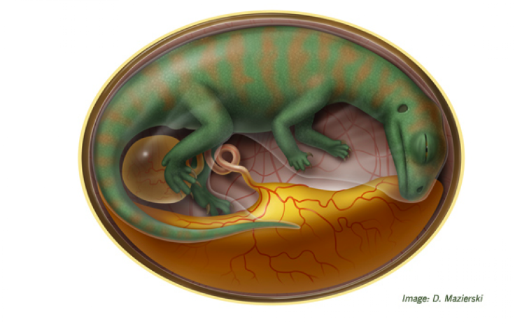 Dinosaur Embryo 