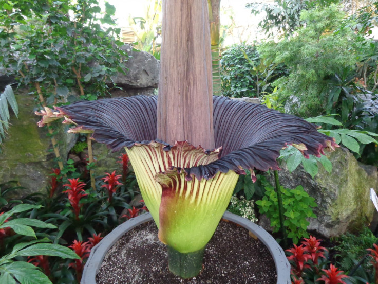 Corpse Flower