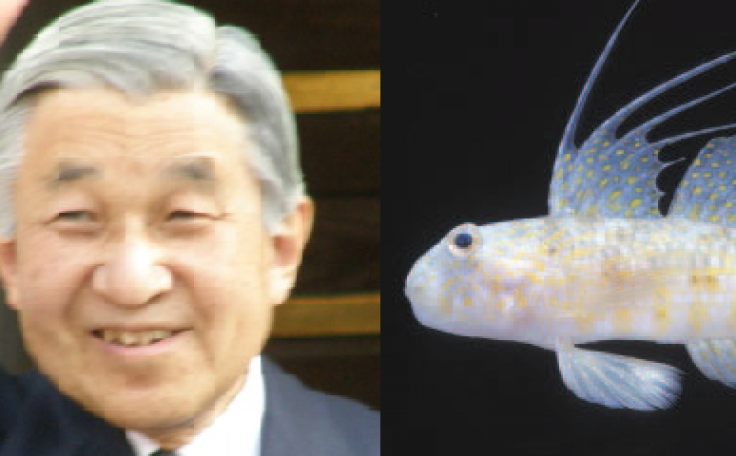 Akihito And Gobioidei