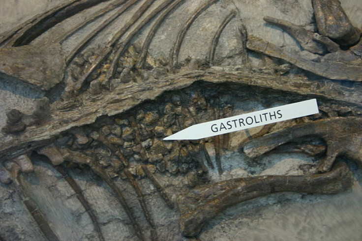 gastroliths