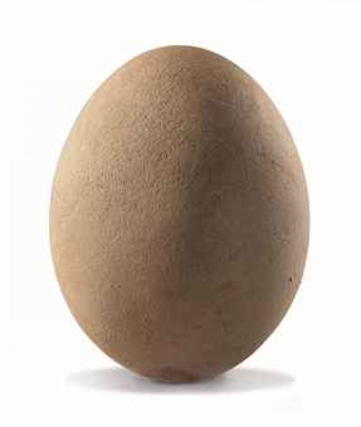 Elephant Bird Egg