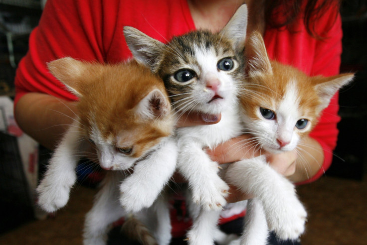 New York woman hoards 105 cats