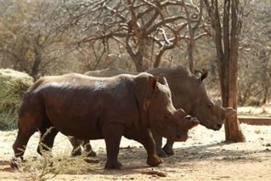 Rhinos In Limpopo Park, Mozambique