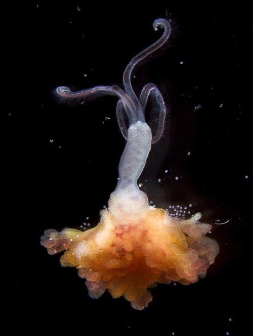 Zombie worms