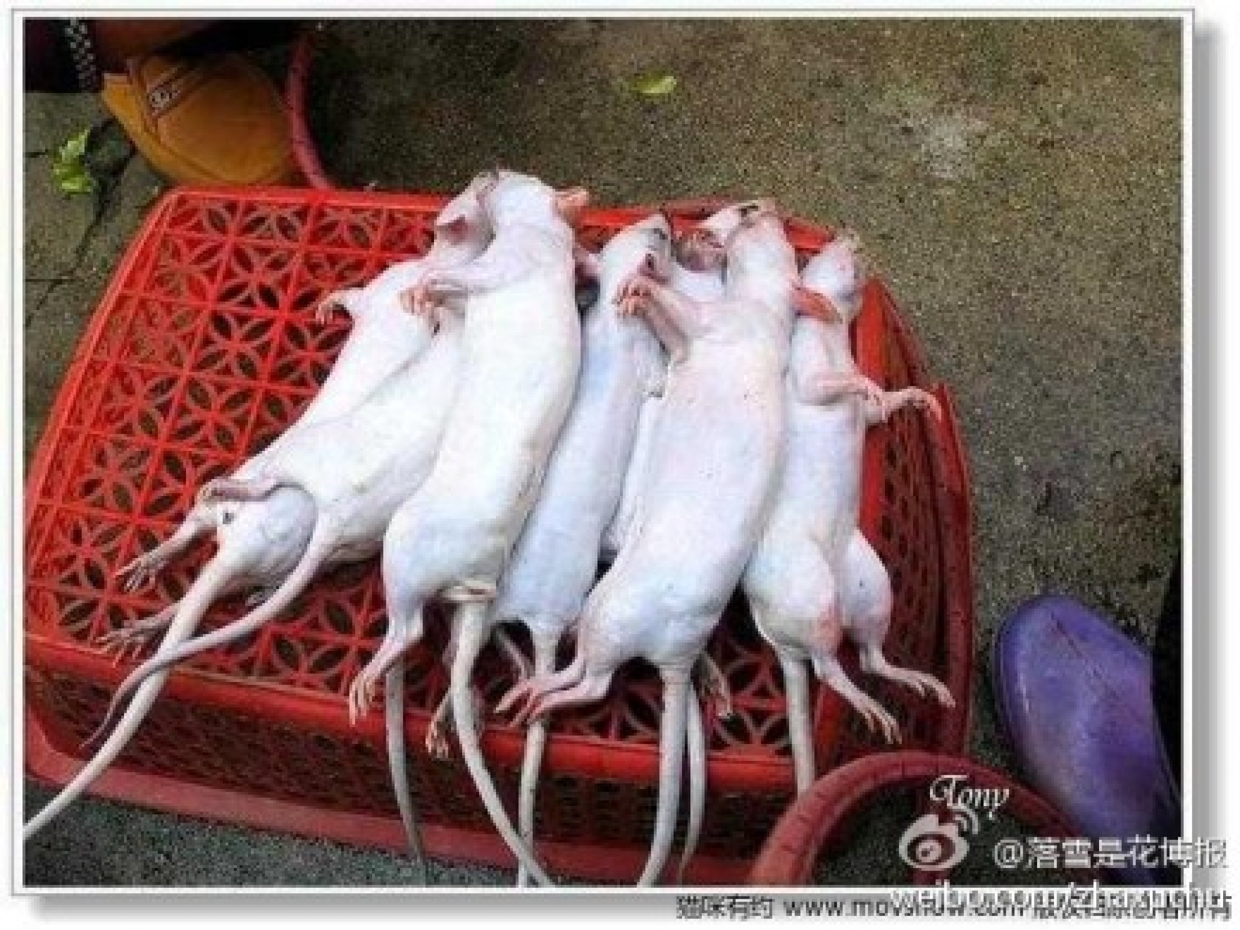 вьетнам крысы