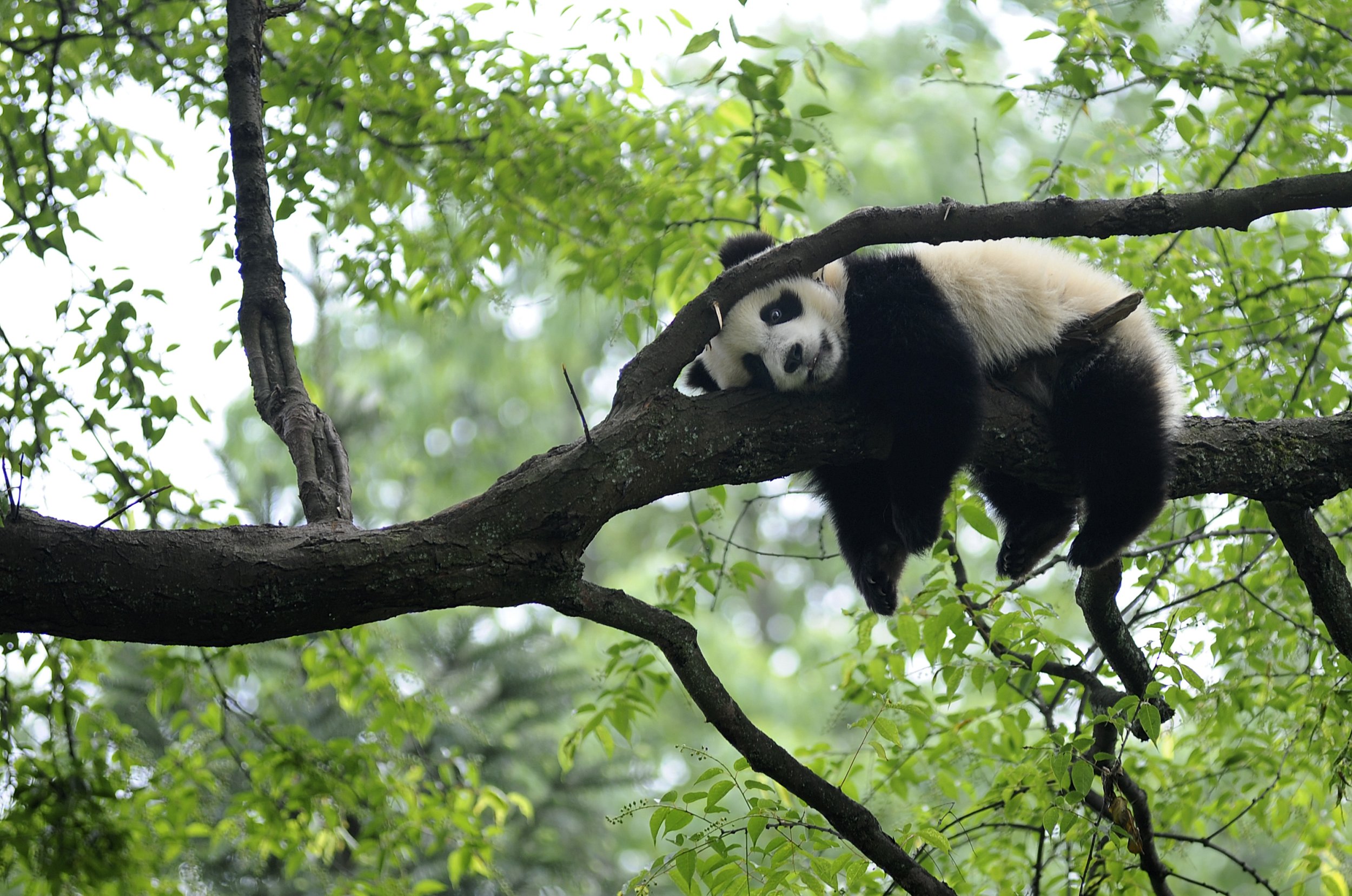 Giant Panda Habitat May Be Affected By Vineyard Expansion In Sichuan