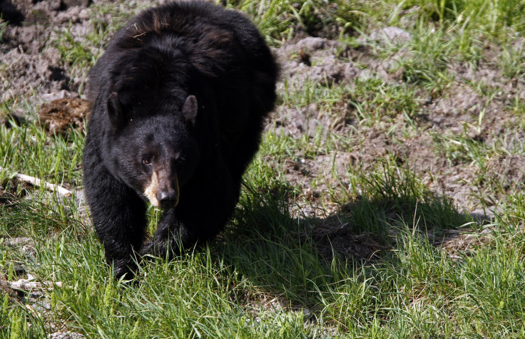 Bear Mauls Man