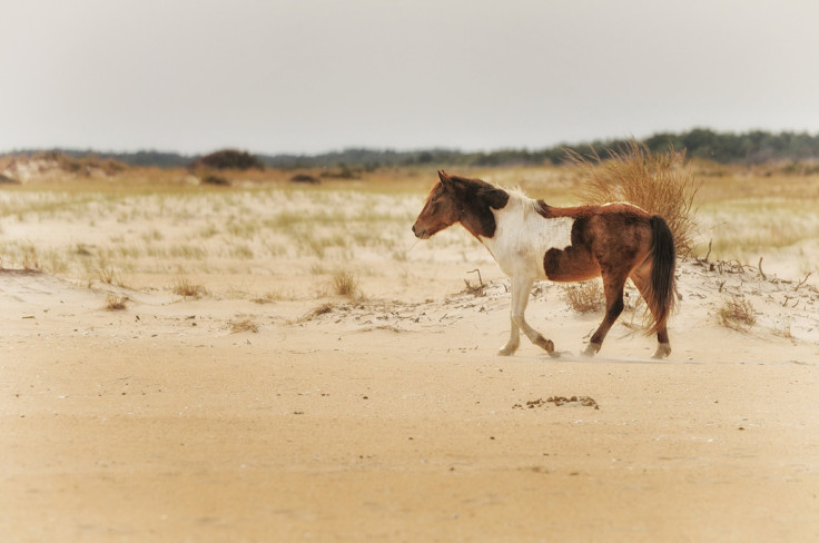 Assateague Island, Maryland 