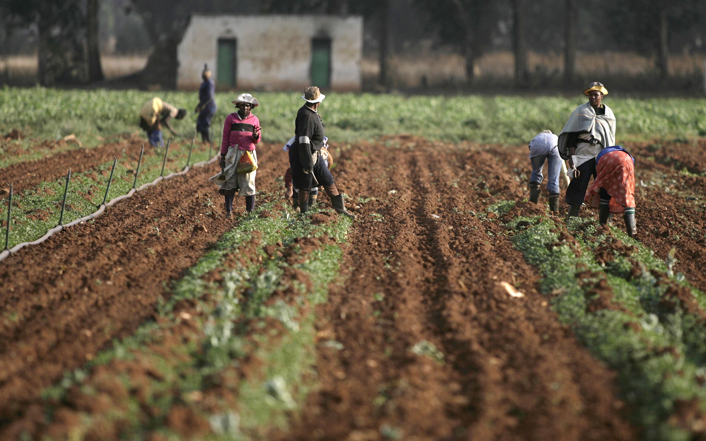 Could Land Ownership Reform Be The Key To Solving African Food 
