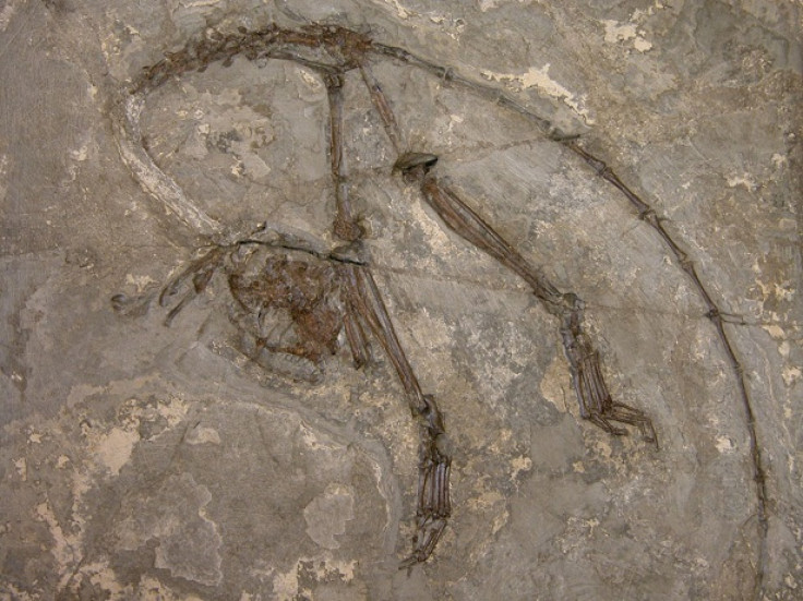 archicebusfossil