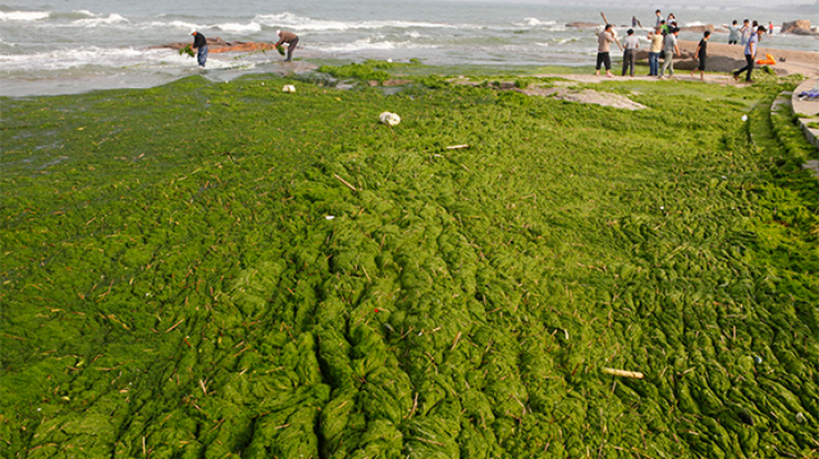 Rizhao, China Seaweed Beach