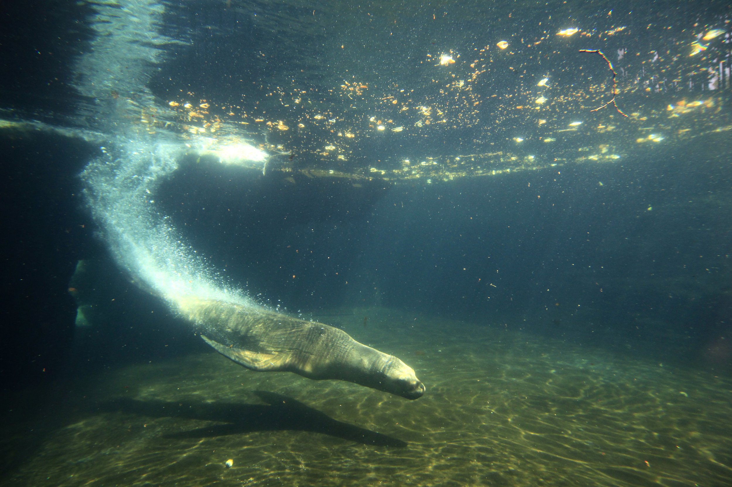 Oxygen-Binding Protein Helps Diving Mammals Survive Underwater Without