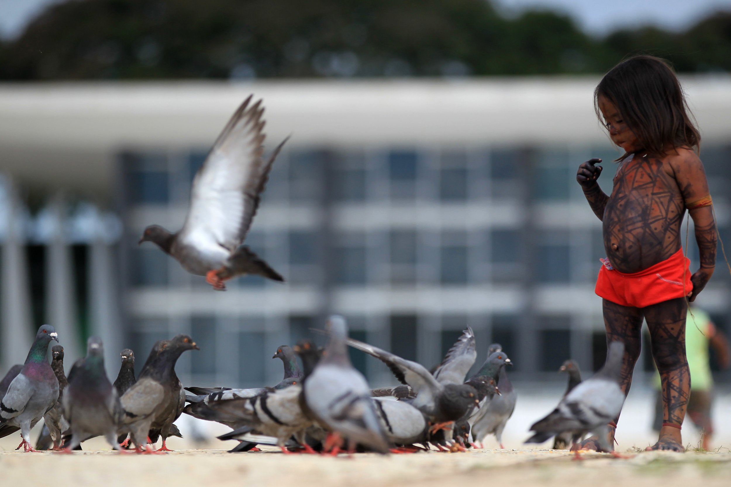 climate-change-birds-amphibians-coral-large-amount-species-at-risk