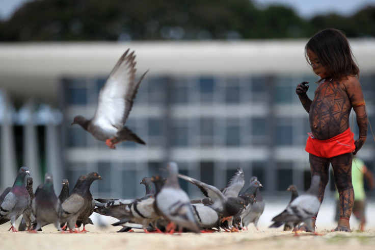 Climate Change: Are Birds At Risk?