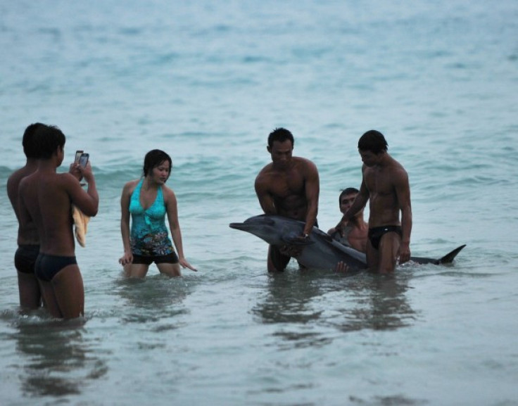 Beached Dolphin on Sanya, China shore