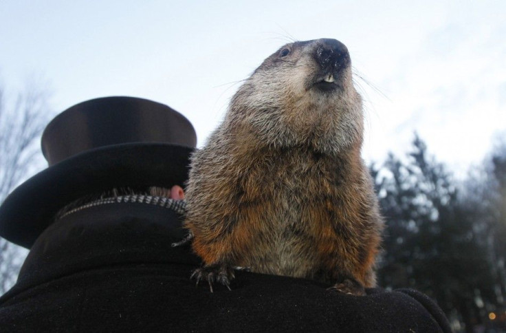 Punxsutawney Phil sits on the shoulder of Official Groundhog Handler John Griffith in Punxsutawney