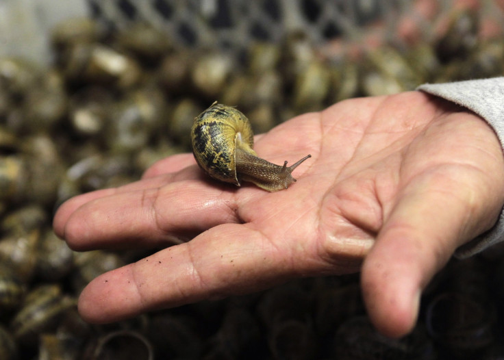 Snails In Ireland Tell Story Of Ancient Human Migration