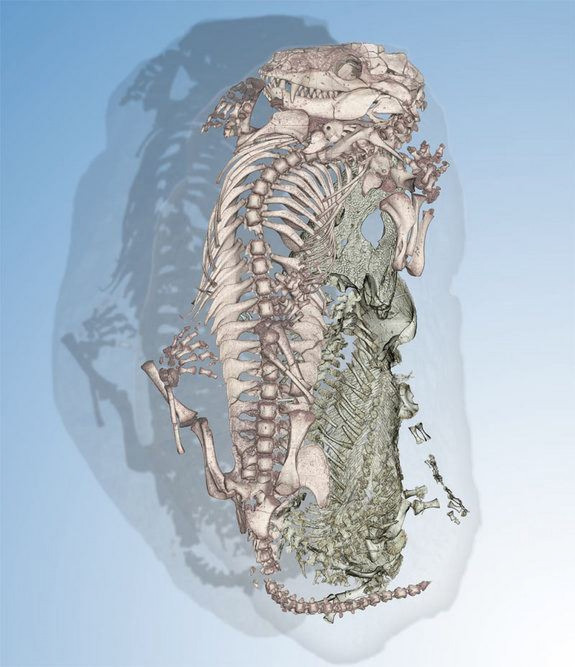 mammal-amphibian-couple
