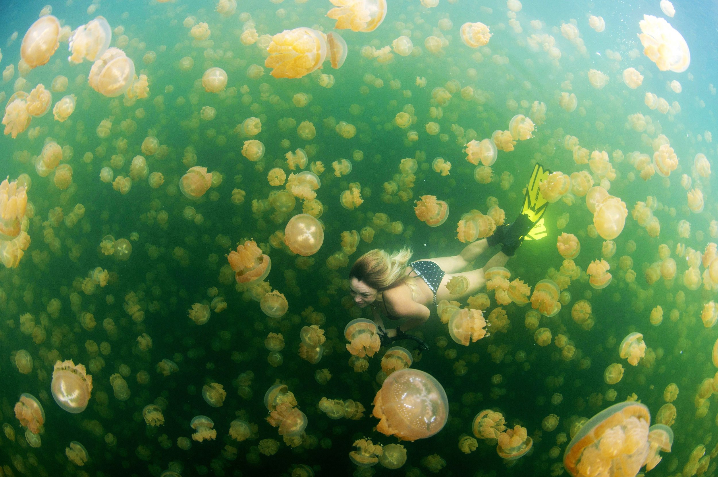 Swim with Jelly Fish 