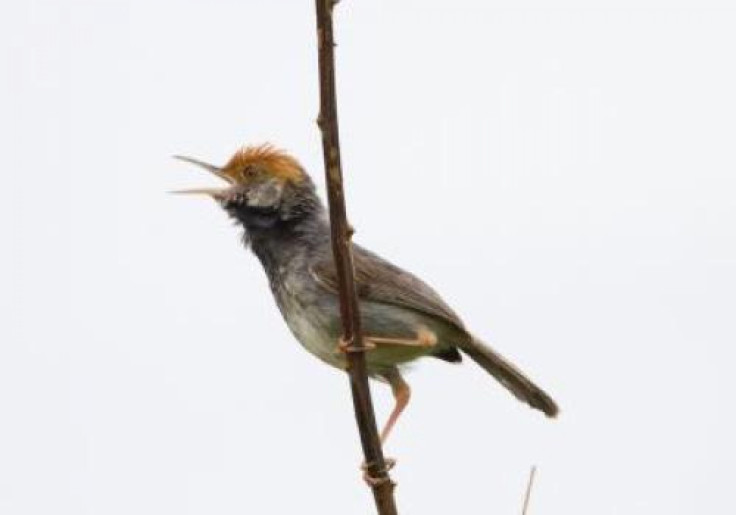 Cambodian Tailorbird 2 