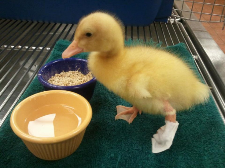 Buttercup duckling