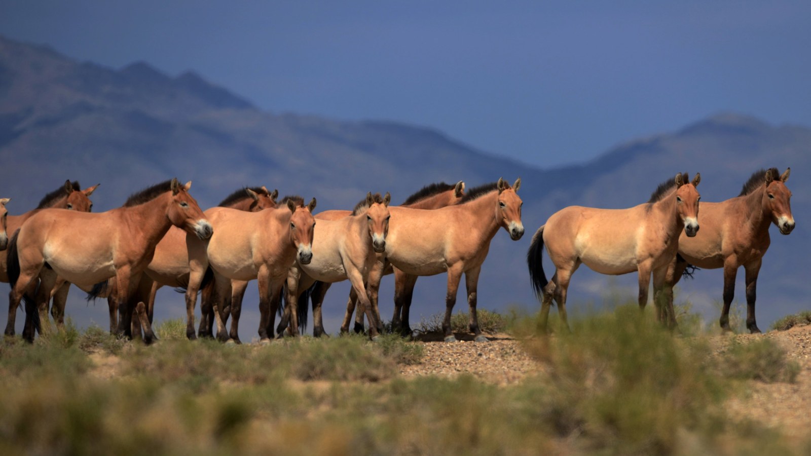 The Ancient Horses That Never Truly Disappeared: A Mystery Spanning 17,000 Years 14 DNA From A 700,000-Year-Old Horse Fossil Reveals Modern Horses Evolved 4 Million Years Ago | IBTimes