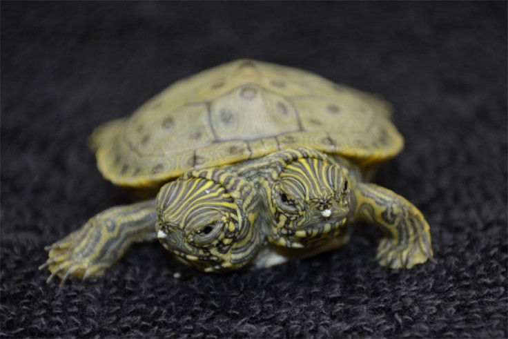 Two-Headed Cooter Turtle