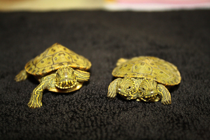 Two-Headed Cooter Turtle