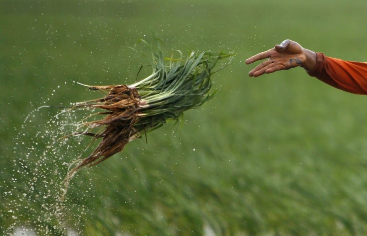 A farmer throws paddy seedlings near Indramayu town in West Java province