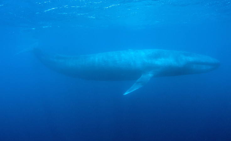 Blue whales