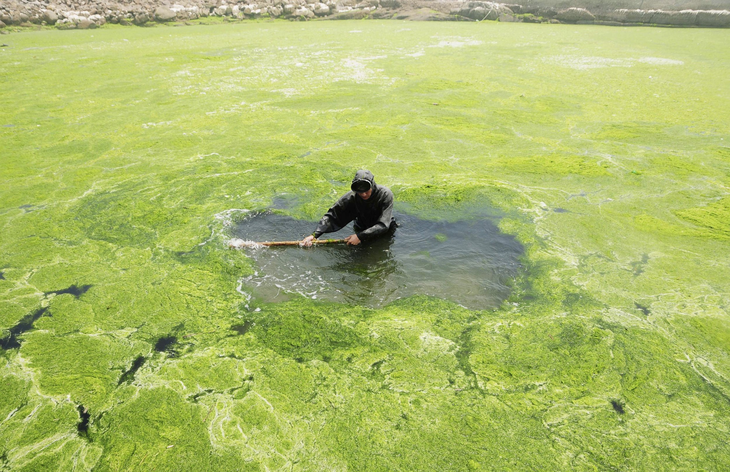 Green Algae Takes Over Yellow Sea In China; Toxic Gas Covers More Than ...