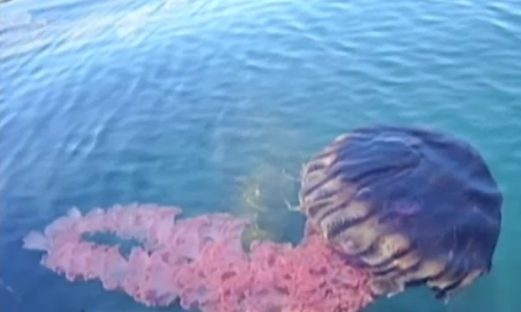 Black Jellyfish