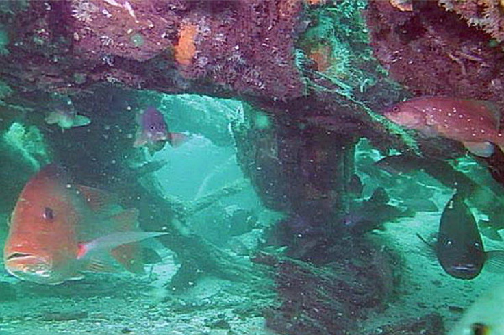 Underwater Forest