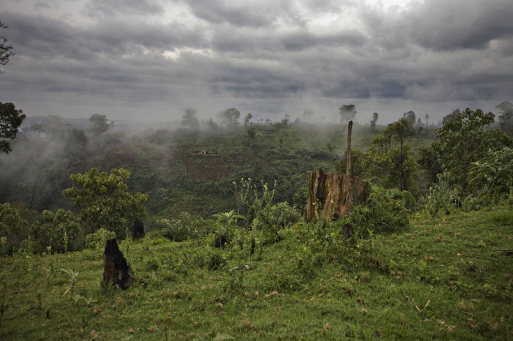 Forest trees use water efficiently