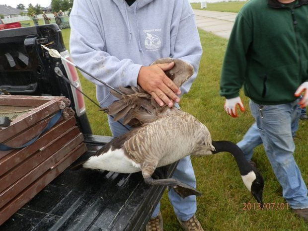 Wounded Goose