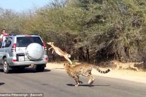 Cheetah Chases Impala Antelope Into Tourist's Car On Safari 