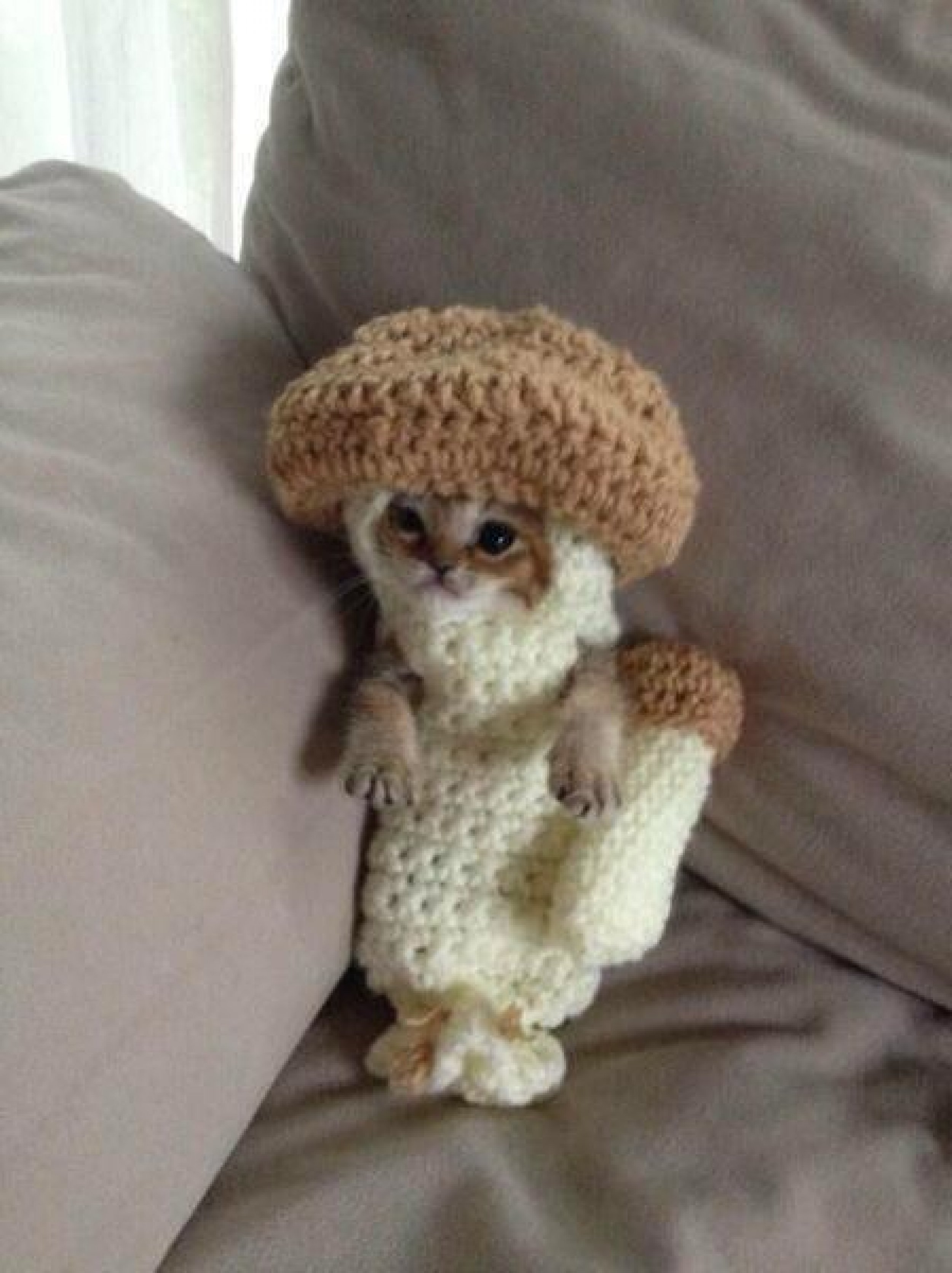 Kitten in Mushroom Outfit