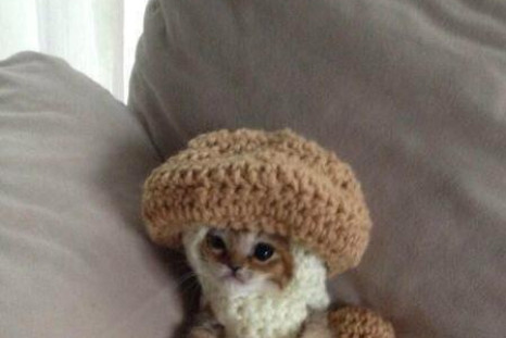 Kitten in Mushroom Outfit