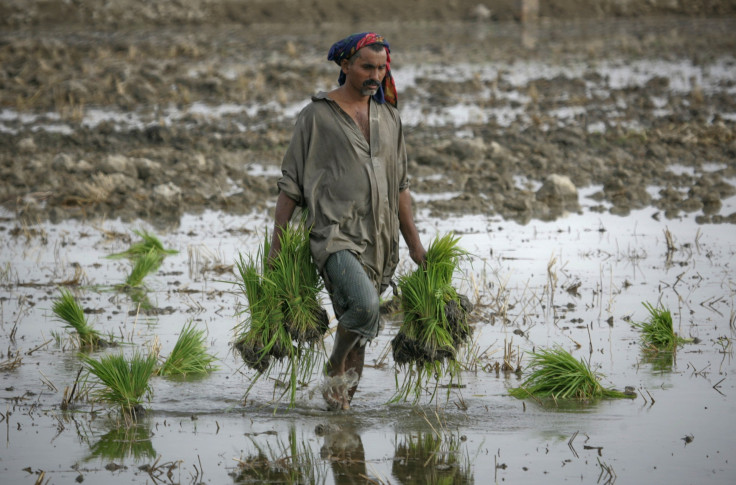 Farmer in Larkana, Pakistan