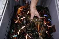 Small-business owner Gorham grabs a lobster out of tote during delivery of live lobsters at his shop the &quot;Redhook Lobster Pound&quot; in New York