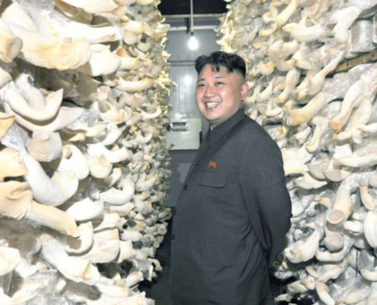 North Korean mushroom farm