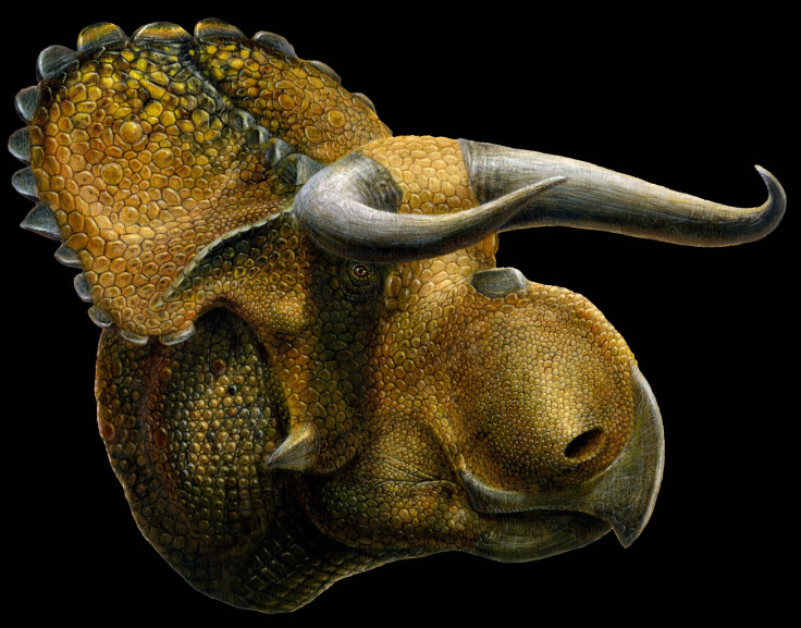 Nasutoceratops horned dinosaur